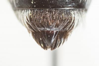  Andrena agilissima (Scopoli, 1770)