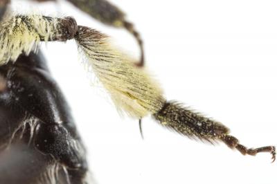  Andrena agilissima (Scopoli, 1770)