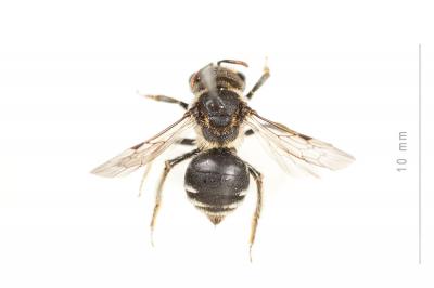  Andrena colletiformis Morawitz, 1874