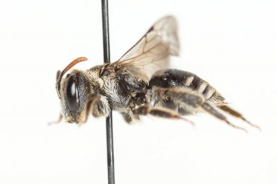  Andrena colletiformis Morawitz, 1874