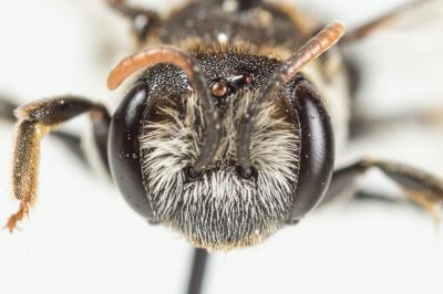  Andrena colletiformis Morawitz, 1874