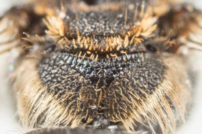  Andrena colletiformis Morawitz, 1874