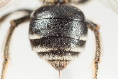  Andrena colletiformis Morawitz, 1874