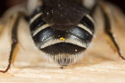  Andrena colletiformis Morawitz, 1874