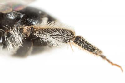  Andrena colletiformis Morawitz, 1874