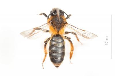  Andrena ferrugineicrus Dours, 1872