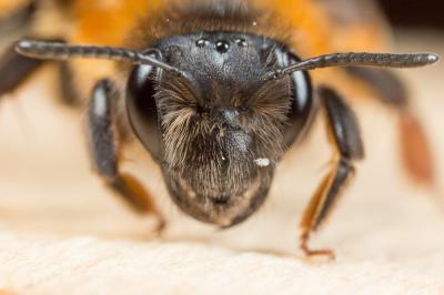  Andrena ferrugineicrus Dours, 1872
