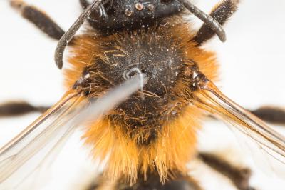  Andrena ferrugineicrus Dours, 1872