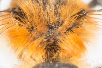  Andrena ferrugineicrus Dours, 1872