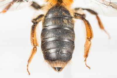  Andrena ferrugineicrus Dours, 1872