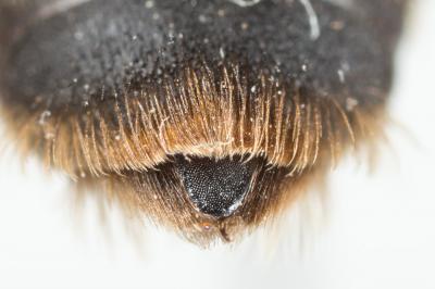 Andrena ferrugineicrus Dours, 1872