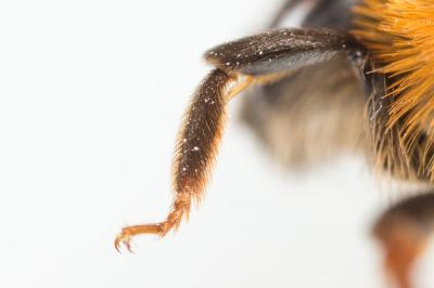  Andrena ferrugineicrus Dours, 1872