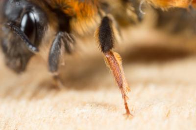  Andrena ferrugineicrus Dours, 1872