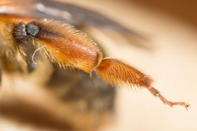  Andrena ferrugineicrus Dours, 1872