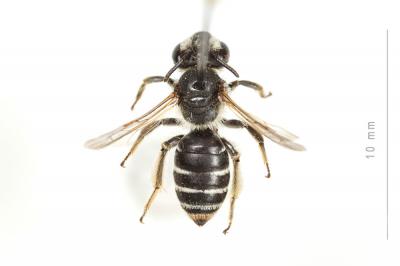  Andrena intermedia Thomson, 1870