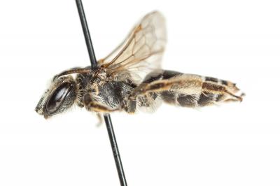  Andrena intermedia Thomson, 1870