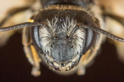  Andrena intermedia Thomson, 1870