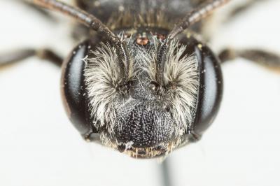  Andrena intermedia Thomson, 1870
