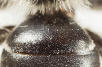  Andrena intermedia Thomson, 1870