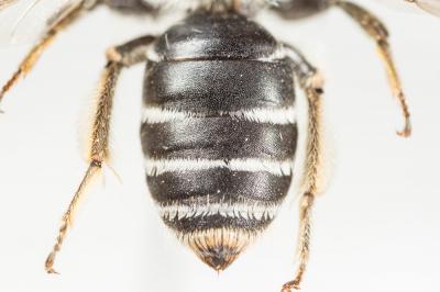  Andrena intermedia Thomson, 1870