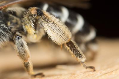  Andrena intermedia Thomson, 1870