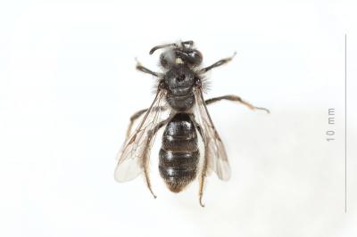  Andrena panurgina De Stefani, 1889