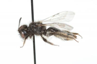 Andrena panurgina De Stefani, 1889