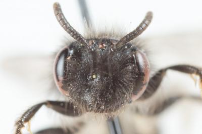  Andrena panurgina De Stefani, 1889