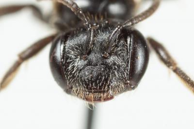  Andrena verticalis Pérez, 1895