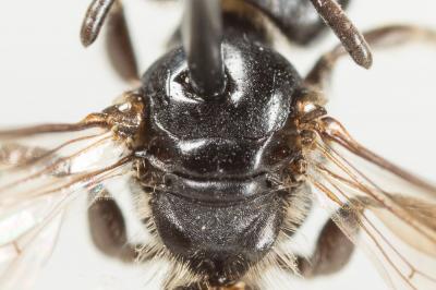  Andrena verticalis Pérez, 1895