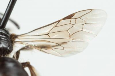  Andrena verticalis Pérez, 1895
