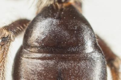  Andrena verticalis Pérez, 1895