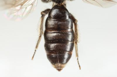  Andrena verticalis Pérez, 1895