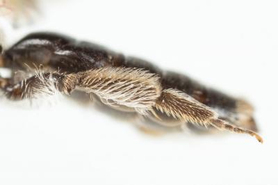 Andrena verticalis Pérez, 1895