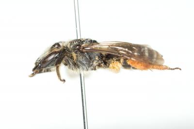  Andrena wilkella (Kirby, 1802)