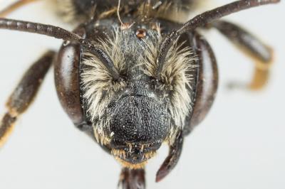  Andrena wilkella (Kirby, 1802)