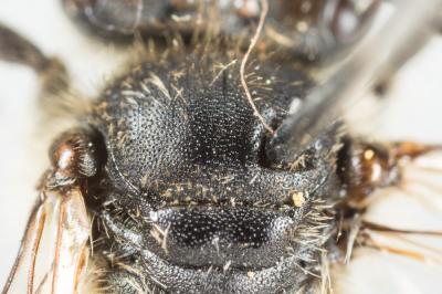  Andrena wilkella (Kirby, 1802)