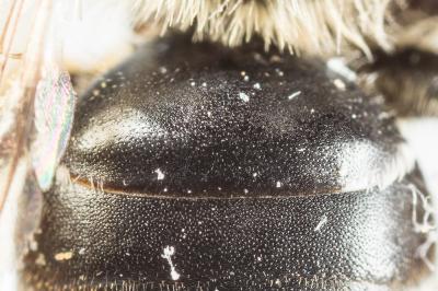  Andrena wilkella (Kirby, 1802)
