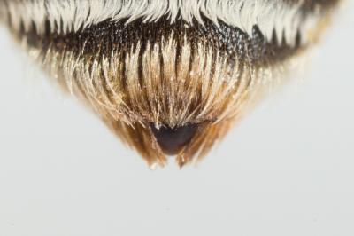  Andrena wilkella (Kirby, 1802)