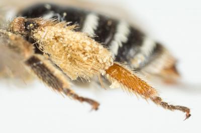  Andrena wilkella (Kirby, 1802)