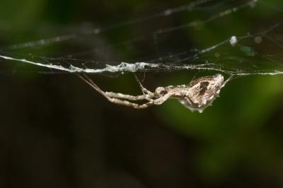 Ulobore de Walckenaer Uloborus walckenaerius Latreille, 1806