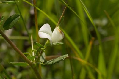 Bugrane épineuse, Arrête-boeuf Ononis spinosa L., 1753