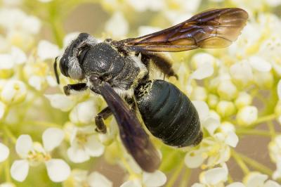  Andrena asperrima Pérez, 1895