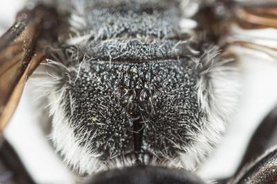  Andrena afrensis Warncke, 1967