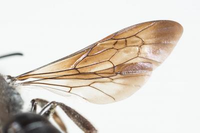  Andrena afrensis Warncke, 1967