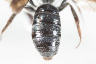  Andrena afrensis Warncke, 1967
