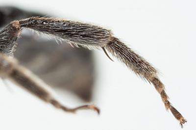  Andrena afrensis Warncke, 1967