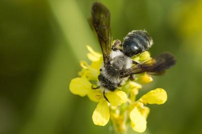  Andrena agilissima (Scopoli, 1770)