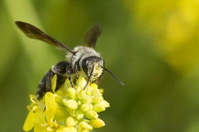  Andrena agilissima (Scopoli, 1770)