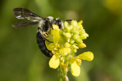  Andrena agilissima (Scopoli, 1770)